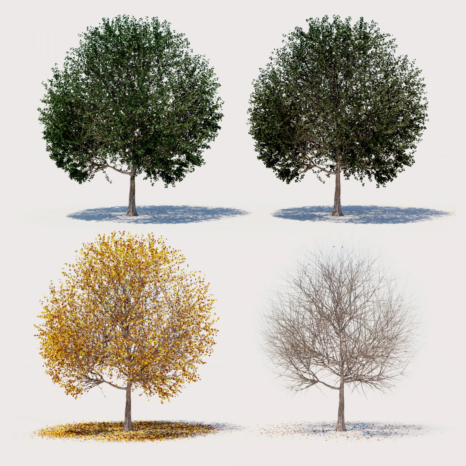 4 seasons elm tree collection 3D Model .c4d .max .obj .3ds .fbx .stl .blend 