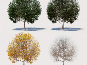 4 seasons elm tree collection Modèle 3D