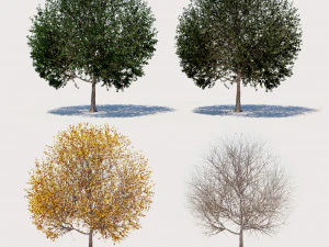 4 सीज़न एल्म वृक्ष संग्रह 3D मॉडल