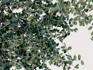 4 seasons elm tree collection 3D 模型