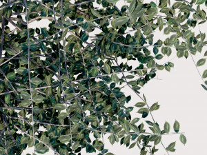 4 seasons elm tree collection 3D Model