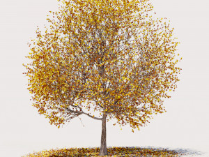 4 seasons elm tree collection 3D 模型