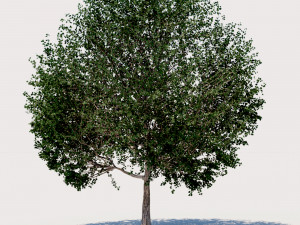 4 seasons elm tree collection 3D 模型