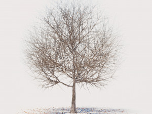 4 seasons elm tree collection 3D 模型