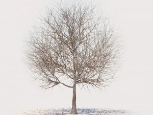 4 seasons elm tree collection 3D Model