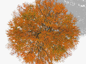 top view trees-part 1 CG Textures