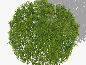 top view trees-part 1 CG Textures