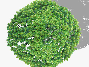 top view trees-part 1 CG Textures