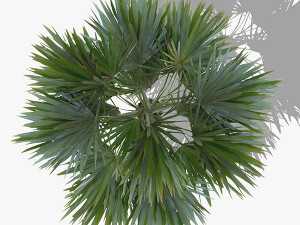 top view trees-part 1 CG Textures