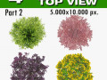 top view trees-part 2 CG Textures