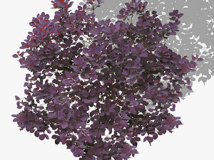 top view trees-part 2 Texturas CG