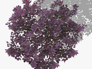 top view trees-part 2 CG Textures