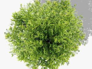 top view trees-part 2 Texturas CG