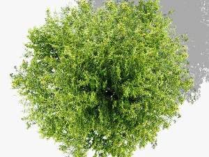 top view trees-part 2 CG Textures