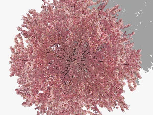 top view trees-part 2 CG Textures