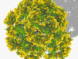 top view trees-part 2 Texturas CG