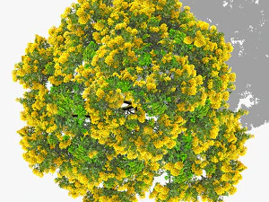 top view trees-part 2 CG Textures