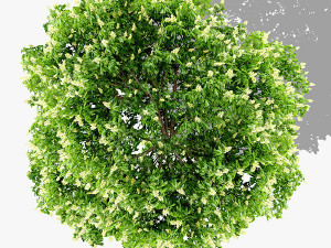 top view trees-part 3 CG 텍스쳐