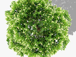 top view trees-part 3 CG Textures