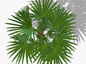 top view trees-part 3 CG 텍스쳐