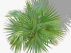 top view trees-part 3 CG 텍스쳐