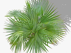 top view trees-part 3 CG Textures