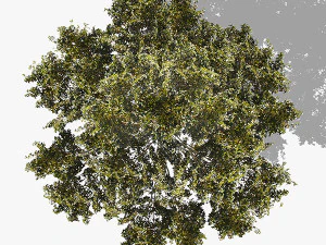 top view trees-part 4 CG Textures