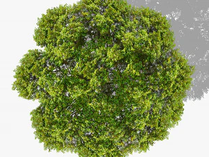 top view trees-part 4 CG Textures