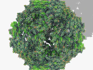 top view trees-part 4 CG Textures