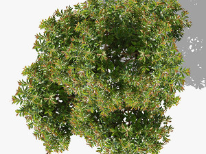 top view trees-part 4 CG Textures