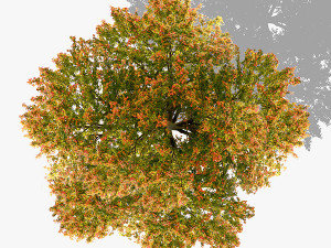 top view trees-part 5 CG Textures
