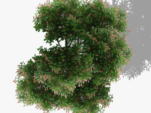 top view trees-part 5 CG Textures