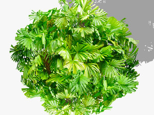 top view trees-part 5 CG Textures