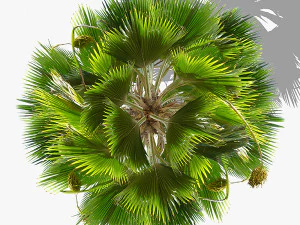 top view trees-part 6 CG Textures