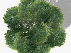 top view trees-part 6 CG 纹理