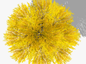 top view trees-part 6 CG 纹理