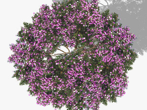 top view trees-part 6 CG 纹理
