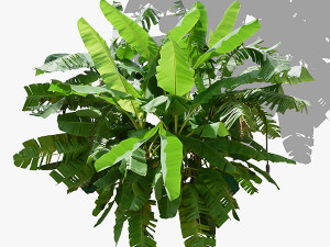 Top view trees-part 7 CG 텍스쳐