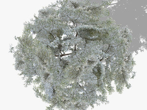 Top view trees-part 7 CG 텍스쳐