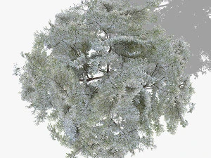 Top view trees-part 7 CG Textures