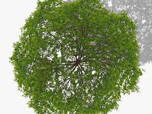 Top view trees-part 7 CG 텍스쳐