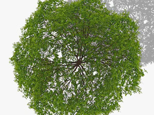 Top view trees-part 7 CG Textures