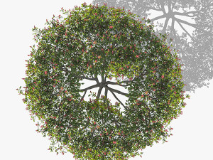 Top view trees-part 7 CG 텍스쳐
