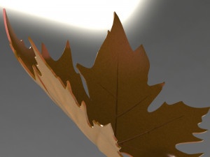 Plane tree leaf 3D Model