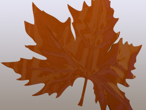 Plane tree leaf 3D Model