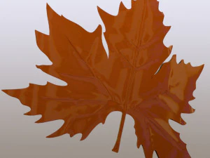 Plane tree leaf 3D Model