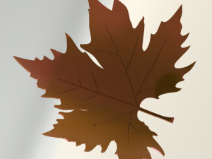 Plane tree leaf 3D Model