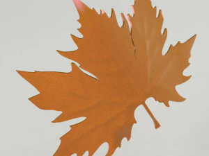 Plane tree leaf 3D Model