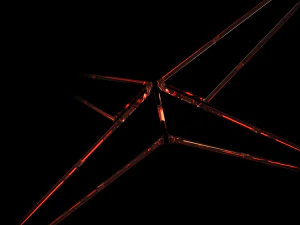 x light 3D Model