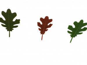 oak leaf Modelo 3D